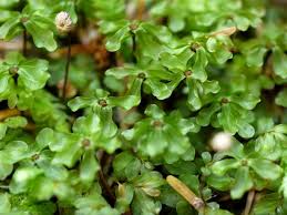 Attēlu rezultāti vaicājumam “Bryales”