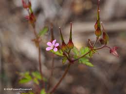 Attēlu rezultāti vaicājumam “Geranium robertianum fruit”