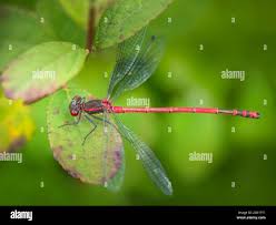 Attēlu rezultāti vaicājumam “Pyrrhosoma nymphula”