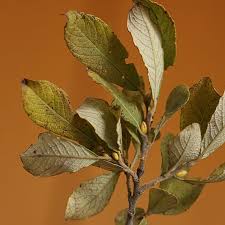 Attēlu rezultāti vaicājumam “Salix cinerea leaf”