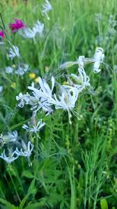 Attēlu rezultāti vaicājumam “Silene nutans flower”