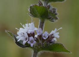 Attēlu rezultāti vaicājumam “Mentha x verticillata leaf”
