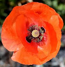 Image result for Papaver rhoeas
