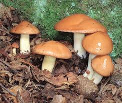 Attēlu rezultāti vaicājumam “Suillus granulatus”