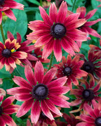 Attēlu rezultāti vaicājumam “Rudbeckia hirta var. hirta”