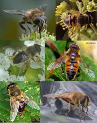 Attēlu rezultāti vaicājumam “Eristalis sp.”