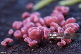 Attēlu rezultāti vaicājumam “Ascocoryne cylichnium”