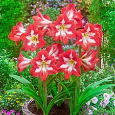 Attēlu rezultāti vaicājumam “Amarillidaceae”