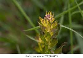 Attēlu rezultāti vaicājumam “Hylotelephium telephium bud”