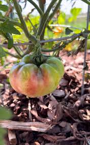 Afbeeldingsresultaat voor cherokee purple tomato