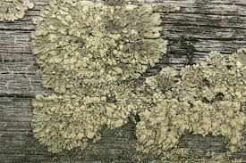 Attēlu rezultāti vaicājumam “Parmeliopsis ambigua”