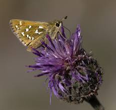 Attēlu rezultāti vaicājumam “Hesperia comma underside”