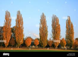 Attēlu rezultāti vaicājumam “Populus nigra Italica”