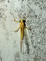 Attēlu rezultāti vaicājumam “Heptagenia sulphurea female”