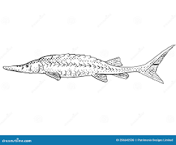 Image result for Scaphirhynchus platorynchus