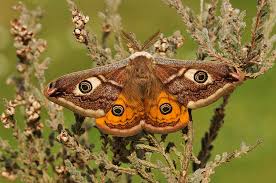 Attēlu rezultāti vaicājumam “Saturnia pavonia”