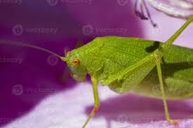 Attēlu rezultāti vaicājumam “Phaneroptera falcata”