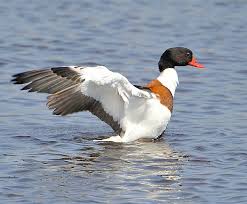 Attēlu rezultāti vaicājumam “Tadorna tadorna male”