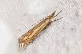 Attēlu rezultāti vaicājumam “Crambus pratella”