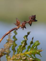 Attēlu rezultāti vaicājumam “Potamogeton trichoides leaf”