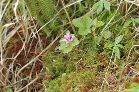 Attēlu rezultāti vaicājumam “Rubus arcticus flower”
