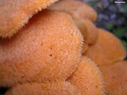 Attēlu rezultāti vaicājumam “Phyllotopsis nidulans”