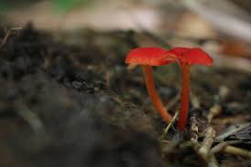 Attēlu rezultāti vaicājumam “Hygrocybe cantharellus”