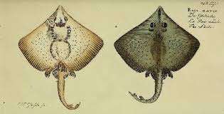 Image result for Dipturus batis