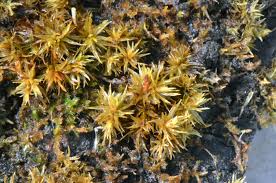 Attēlu rezultāti vaicājumam “Orthotrichum speciosum sporophyte”