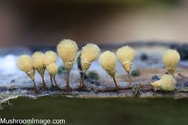 Attēlu rezultāti vaicājumam “Hemitrichia calyculata spores”