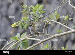 Attēlu rezultāti vaicājumam “Sylvia atricapilla male”