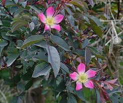 Attēlu rezultāti vaicājumam “Rosa glauca”