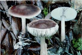 Attēlu rezultāti vaicājumam “Collybia acervata”