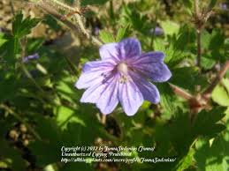 Attēlu rezultāti vaicājumam “Geranium bohemicum”