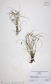 Attēlu rezultāti vaicājumam “Carex pulicaris”