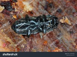 Attēlu rezultāti vaicājumam “Glischrochilus quadripunctatus imago”