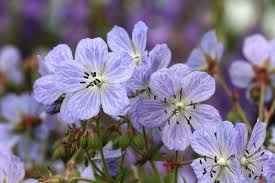 Attēlu rezultāti vaicājumam “Geranium pratense flower”