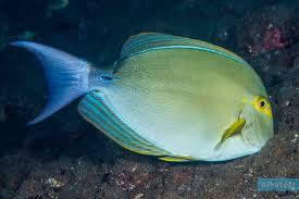 Image result for Acanthurus xanthopterus