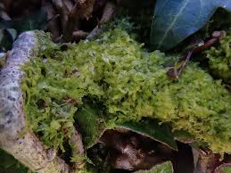 Attēlu rezultāti vaicājumam “Metzgeria violacea”