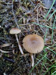 Attēlu rezultāti vaicājumam “Symphytocarpus flaccidus spores”