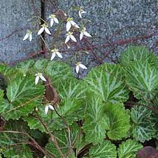 Attēlu rezultāti vaicājumam “Saxifraga cymbalaria fruit”