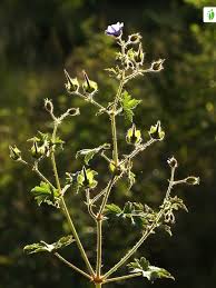 Attēlu rezultāti vaicājumam “Geranium bohemicum leaf”