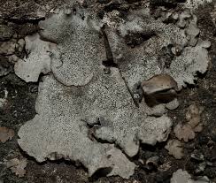 Attēlu rezultāti vaicājumam “Dermatocarpon miniatum”