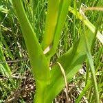 Attēlu rezultāti vaicājumam “Dactylorhiza incarnata leaf”