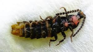 Attēlu rezultāti vaicājumam “Phosphaenus hemipterus”