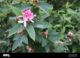 Attēlu rezultāti vaicājumam “Lonicera tatarica leaf”