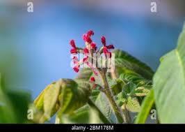 Attēlu rezultāti vaicājumam “Juglans mandshurica female flower”