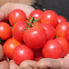 Afbeeldingsresultaat voor rose quartz tomato