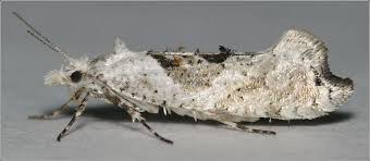 Attēlu rezultāti vaicājumam “Ypsolopha asperella”