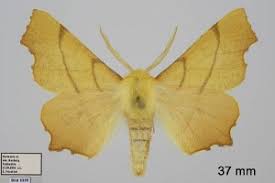 Attēlu rezultāti vaicājumam “Ennomos erosaria”